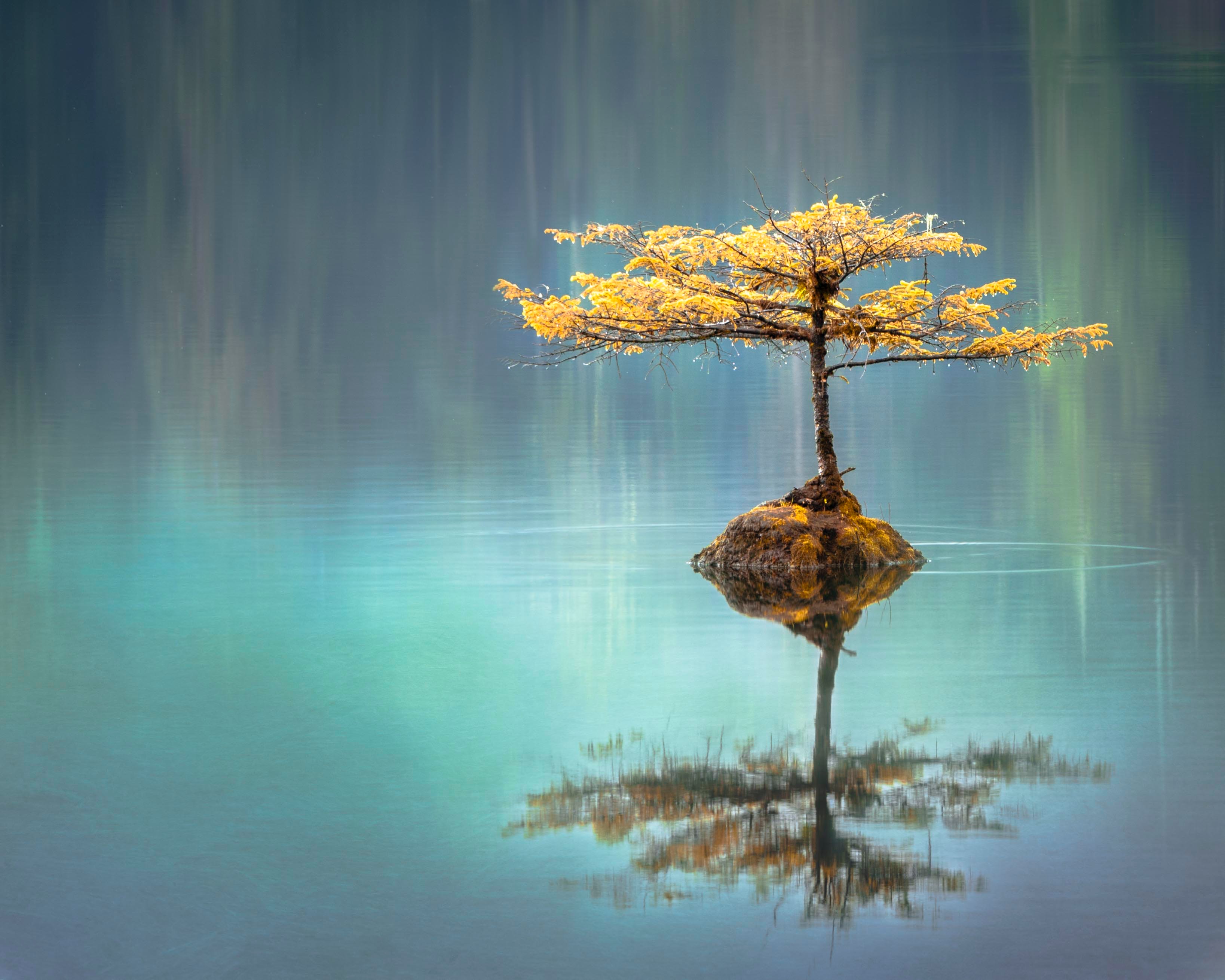 Baum_in_See.jpg